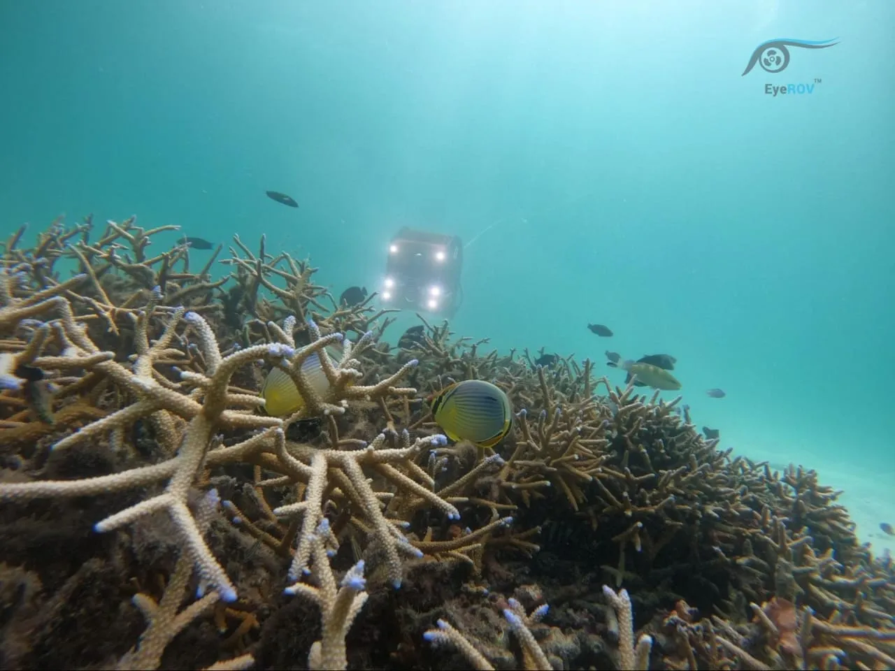 EyeROV Tuna Exploring Underwater Coral