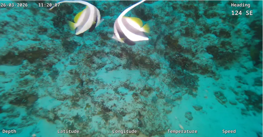 Enhanced reef imagery with date, time, heading, depth, position and temperature data overlaid on the frame