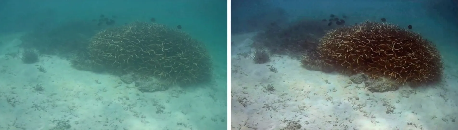 Raw underwater reef footage alongside the same frame after image enhancement, showing restored colour and contrast