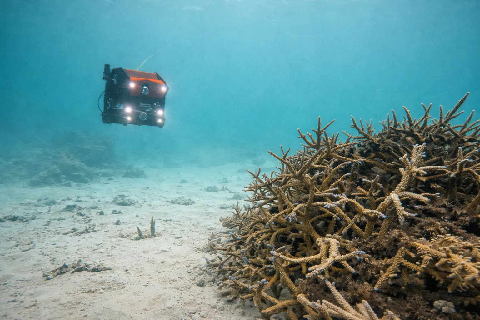 Deep-sea coral habitats of Lakshadweep